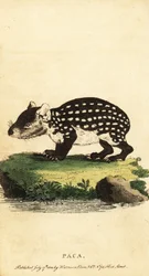 Paca nížinný nebo paca skvrnitý, Cuniculus paca., 1800 (rytina)
