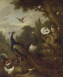 Páv, páv, papoušci, kanárci a další ptáci v parku, cca 1708-10