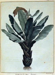 Banán - in "Cesta do Núbie a Habeše za účelem objevení pramenů Nilu v letech 1768 až 1772", James Bruce, sv. 1, Paříž.