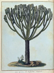 Kol-quall (Kol quall), euphorbia (kaktus) - v „“ Cesta do Núbie a Habeše podniknuté k objevení pramenů Nilu v letech 1768 až 1772“, od Jamese Bruce, sv. 1, Paříž