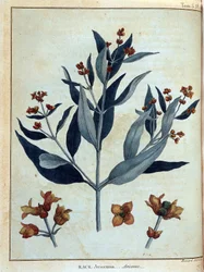 Rack, avicenne - v “” Cesta v Núbii a Habeši podnikla objevování pramenů Nilu v letech 1768 až 1772”, James Bruce, sv. 1, Paříž