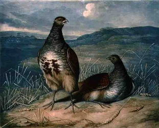 Koroptve, deska 1 British Feather Game, vyryl Charles Turner (1773-1857), pub. od R. Ackermanna, kolem 1810 (mezzotintová rytina)