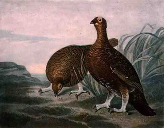 Bělokur skotský, tabule 8 z díla „Britská pernatá zvěř“, rytina Charlese Turnera (1773-1857), vydal R. Ackermann, kolem 1810