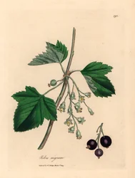 Strom černého rybízu, Ribes nigrum, z botanické ilustrace Jamese Sowerbyho z William Woodville a Sira Williama Jacksona Hookera „Medical Botany“ 1832 (ručně kolorovaná mědirytina)