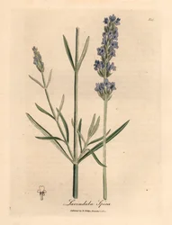 Modrá květovaná levandule, Lavandula spica, z botanické ilustrace Jamese Sowerbyho z William Woodville a Sira Williama Jacksona Hookera „Medical Botany“ 1832 (ručně kolorovaná mědirytina)