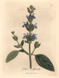 Modrá květovaná šalvěj, Salvia officinalis, z botanické ilustrace Jamese Sowerbyho z Williama Woodvilla a Sira Williama Jacksona Hookera „Medical Botany“ 1832 (ručně kolorovaná mědirytina)