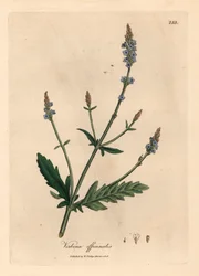 Verbena s modrými květy, Verbena officinalis, z botanické ilustrace Jamese Sowerbyho z William Woodville a Sira Williama Jacksona Hookera „Medical Botany“ 1832 (ručně kolorovaná mědirytina)