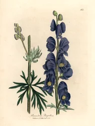 Modrá květovaná vlčí kále nebo mnišská kápě, Aconitum napellus, z botanické ilustrace Jamese Sowerbyho z Williama Woodvilla a Sira Williama Jacksona Hookera „Medical Botany“ 1832 (ručně kolorovaná mědirytina)