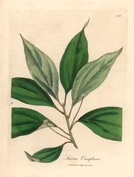 Kafrovník, Laurus camphora, z botanické ilustrace Jamese Sowerbyho z Williama Woodvilla a Sira Williama Jacksona Hookera „Medical Botany“ 1832 (ručně kolorovaná mědirytina)