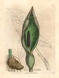 Arum obecný, Arum maculatum, z botanické ilustrace Jamese Sowerbyho z Williama Woodvilla a Sira Williama Jacksona Hookera „Lékařská botanika“ 1832 (ručně kolorovaná mědirytina)