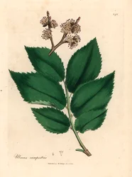 Jilm obecný, Ulmus campestris, z botanické ilustrace Jamese Sowerbyho z William Woodville a Sira Williama Jacksona Hookera „Lékařská botanika“ 1832 (ručně kolorovaná mědirytina)