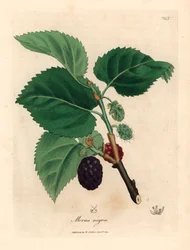 Morušovník obecný, Morus nigra, z botanické ilustrace Jamese Sowerbyho z knihy William Woodville a Sira Williama Jacksona Hookera „Lékařská botanika“ 1832 (ručně kolorovaná mědirytina)