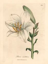 Obyčejná bílá lilie, Lilium candidum, z botanické ilustrace Jamese Sowerbyho z Williama Woodvilla a Sira Williama Jacksona Hookera „Medical Botany“ 1832 (ručně kolorovaná mědirytina)