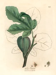 Zelený fík, ovoce, listy, obrys listu, Ficus carica, z botanické ilustrace Jamese Sowerbyho z Williama Woodvilla a Sira Williama Jacksona Hookera „Medical Botany“ 1832 (ručně kolorovaná mědirytina)