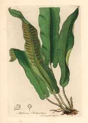 Kapradina jeleňovitá, Asplenium scolopendrium, z botanické ilustrace Jamese Sowerbyho z Williama Woodvilla a Sira Williama Jacksona Hookera „Lékařská botanika“ 1832 (ručně kolorovaná mědirytina)