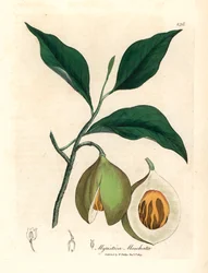 Muškátový oříšek a muškátový oříšek, Myristica moschata, Myristica fragrans, z botanické ilustrace Jamese Sowerbyho z William Woodville a Sira Williama Jacksona Hookera „Medical Botany“ 1832 (ručně kolorovaná mědirytina)