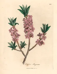 Růžově květovaný mezereon, Daphne mezereum, z botanické ilustrace Jamese Sowerbyho z William Woodville a Sira Williama Jacksona Hookera "Medical Botany" 1832 (ručně kolorovaná mědirytina)