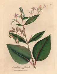 Růžově květovaný peruánský kůrovec, Cinchona officinalis, z botanické ilustrace Jamese Sowerbyho z Williama Woodvilla a Sira Williama Jacksona Hookera „Lékařská botanika“ 1832 (ručně kolorovaná mědirytina)