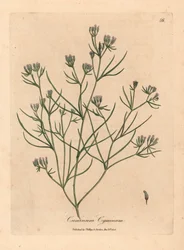 Růžově květovaný kmín, Cuminum cyminum, z botanické ilustrace Jamese Sowerbyho z William Woodville a Sira Williama Jacksona Hookera „Medical Botany“ 1832 (ručně kolorovaná mědirytina)