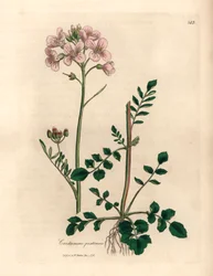 Růžově květovaná dámská halena neboli cukačka, Cardamine pratensis, z botanické ilustrace Jamese Sowerbyho z Williama Woodvilla a Sira Williama Jacksona Hookera „Medical Botany“ 1832 (ručně kolorovaná mědirytina)