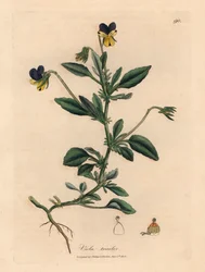Fialová a žlutá maceška, Viola tricolor, z botanické ilustrace Jamese Sowerbyho z William Woodville a Sira Williama Jacksona Hookera „Medical Botany“ 1832 (ručně kolorovaná mědirytina)