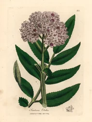 Fialově květovaný zakrslý bez, Sambucus ebulus, z botanické ilustrace Jamese Sowerbyho z William Woodville a Sira Williama Jacksona Hookera „Medical Botany“ 1832 (ručně kolorovaná mědirytina)