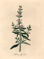 Fialově květovaný yzop, Hyssopus officinalis, z botanické ilustrace Jamese Sowerbyho z Williama Woodvilla a Sira Williama Jacksona Hookera „Medical Botany“ 1832 (ručně kolorovaná mědirytina)
