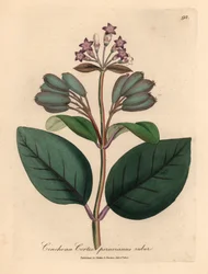 Fialově květovaný červený peruánský kůrový strom, Cinchona cortex peruvianus ruber, z botanické ilustrace Jamese Sowerbyho z William Woodville a Sira Williama Jacksona Hookera „Medical Botany“ 1832 (ručně kolorovaná mědirytina)