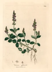 Fialově květovaná veronika, Veronica officinalis, z botanické ilustrace Jamese Sowerbyho z William Woodville a Sira Williama Jacksona Hookera „Medical Botany“ 1832 (ručně kolorovaná mědirytina)