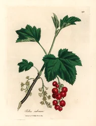 Červený rybíz, Ribes rubrum, z botanické ilustrace Jamese Sowerbyho z Williama Woodvilla a Sira Williama Jacksona Hookera „Medical Botany“ 1832 (ručně kolorovaná mědirytina)