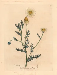 Bílo-žlutě květovaný heřmánek, Anthemis nobilis, z botanické ilustrace Jamese Sowerbyho z Williama Woodvilla a Sira Williama Jacksona Hookera „Lékařská botanika“ 1832 (ručně kolorovaná mědirytina)