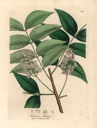 Bíle rozkvetlý mahagonový strom, Swietenia mahogani, z botanické ilustrace Jamese Sowerbyho z William Woodville a Sira Williama Jacksona Hookera „Medical Botany“ 1832 (ručně kolorovaná mědirytina)