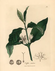 Bílý květ, listy a zrnko kávovníku, Coffea arabica, z botanické ilustrace Jamese Sowerbyho z Williama Woodvilla a Sira Williama Jacksona Hookera „Medical Botany“ 1832 (ručně kolorovaná mědirytina)
