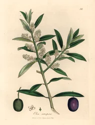 Bíle květovaný evropský olivovník s plody, Olea europaea, z botanické ilustrace Jamese Sowerbyho z Williama Woodvilla a Sira Williama Jacksona Hookera „Medical Botany“ 1832 (ručně kolorovaná mědirytina)