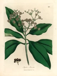 Bíle květovaný strom koření, Myrtus pimenta, z botanické ilustrace Jamese Sowerbyho z Williama Woodvilla a Sira Williama Jacksona Hookera „Medical Botany“ 1832 (ručně kolorovaná mědirytina)