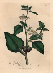 Zahradní lilek s bílými květy a černými bobulemi, Solanum nigrum, podle botanické ilustrace Jamese Sowerbyho z knihy "Medical Botany" Williama Woodvilla a sira Williama Jacksona Hookera, 1832