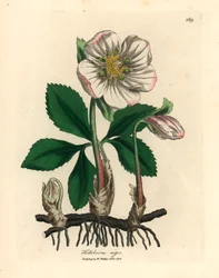 Bíle kvetoucí černá čemeřice neboli vánoční růže, Helleborus niger, podle botanické ilustrace Jamese Sowerbyho z knihy "Medical Botany" Williama Woodvilla a sira Williama Jacksona Hookera, 1832