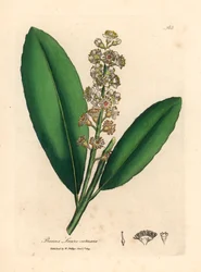 Bíle květovaná třešeň vavřínový strom, Prunus laurocerasus, z botanické ilustrace Jamese Sowerbyho z Williama Woodvilla a Sira Williama Jacksona Hookera „Medical Botany“ 1832 (ručně kolorovaná mědirytina)
