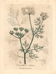 Bílý květovaný koriandr, Coriandrum sativum, z botanické ilustrace Jamese Sowerbyho z Williama Woodvilla a Sira Williama Jacksona Hookera „Medical Botany“ 1832 (ručně kolorovaná mědirytina)
