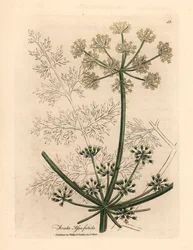 Bílokvětý gigantický fenykl neboli asafetida, Ferula assafoetida, z botanické ilustrace Jamese Sowerbyho z William Woodville a Sira Williama Jacksona Hookera „Medical Botany“ 1832 (ručně kolorovaná mědirytina)