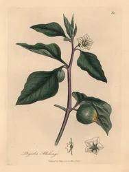 Bílá květovaná zimní třešeň, Physalis alkekengi, z botanické ilustrace Jamese Sowerbyho z William Woodville a Sira Williama Jacksona Hookera „Medical Botany“ 1832 (ručně kolorovaná mědirytina)