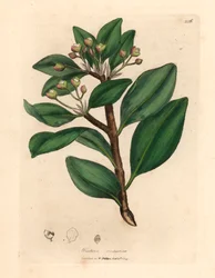 Strom zimní kůry, Wintera aromatica, Drimys winteri, z botanické ilustrace Jamese Sowerbyho z Williama Woodvilla a Sira Williama Jacksona Hookera „Lékařská botanika“ 1832 (ručně kolorovaná mědirytina)
