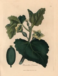 Žlutý květ, listy a plody stříkající okurky, Momordica elaterium, z botanické ilustrace Jamese Sowerbyho z William Woodville a Sira Williama Jacksona Hookera „Medical Botany“ 1832 (ručně kolorovaná mědirytina)