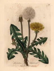 Pampeliška žlutě kvetoucí, Leontodon taraxacum, z botanické ilustrace Jamese Sowerbyho z Williama Woodvilla a Sira Williama Jacksona Hookera "Medical Botany" 1832 (ručně kolorovaná mědirytina)