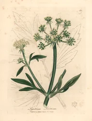 Žlutě květovaný libeček, Ligusticum levisticum, z botanické ilustrace Jamese Sowerbyho z William Woodville a Sira Williama Jacksona Hookera „Medical Botany“ 1832 (ručně kolorovaná mědirytina)