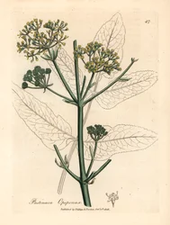 Žlutě květovaný opopanax nebo drsný pastinák, Pastinaca opopanax, z botanické ilustrace Jamese Sowerbyho z William Woodville a Sira Williama Jacksona Hookera „Medical Botany“ 1832 (ručně kolorovaná mědirytina)