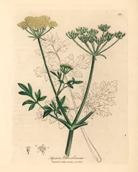 Žlutě květovaná petržel, Apium petroselinum, z botanické ilustrace Jamese Sowerbyho z William Woodville a Sira Williama Jacksona Hookera „Medical Botany“ 1832 (ručně kolorovaná mědirytina)