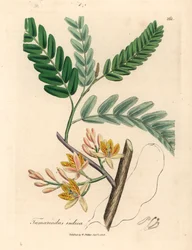 Žlutě květovaný tamarind, Tamarindus indica, z botanické ilustrace Jamese Sowerbyho z William Woodville a Sira Williama Jacksona Hookera „Medical Botany“ 1832 (ručně kolorovaná mědirytina)
