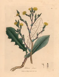 Žlutý květovaný divoký salát, Lactuca virosa, z botanické ilustrace Jamese Sowerbyho z William Woodville a Sira Williama Jacksona Hookera „Medical Botany“ 1832 (ručně kolorovaná mědirytina)
