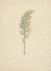 Arundinaria alpine K. Schum. (African Bamboo): hotová kresba habitu s kořeny